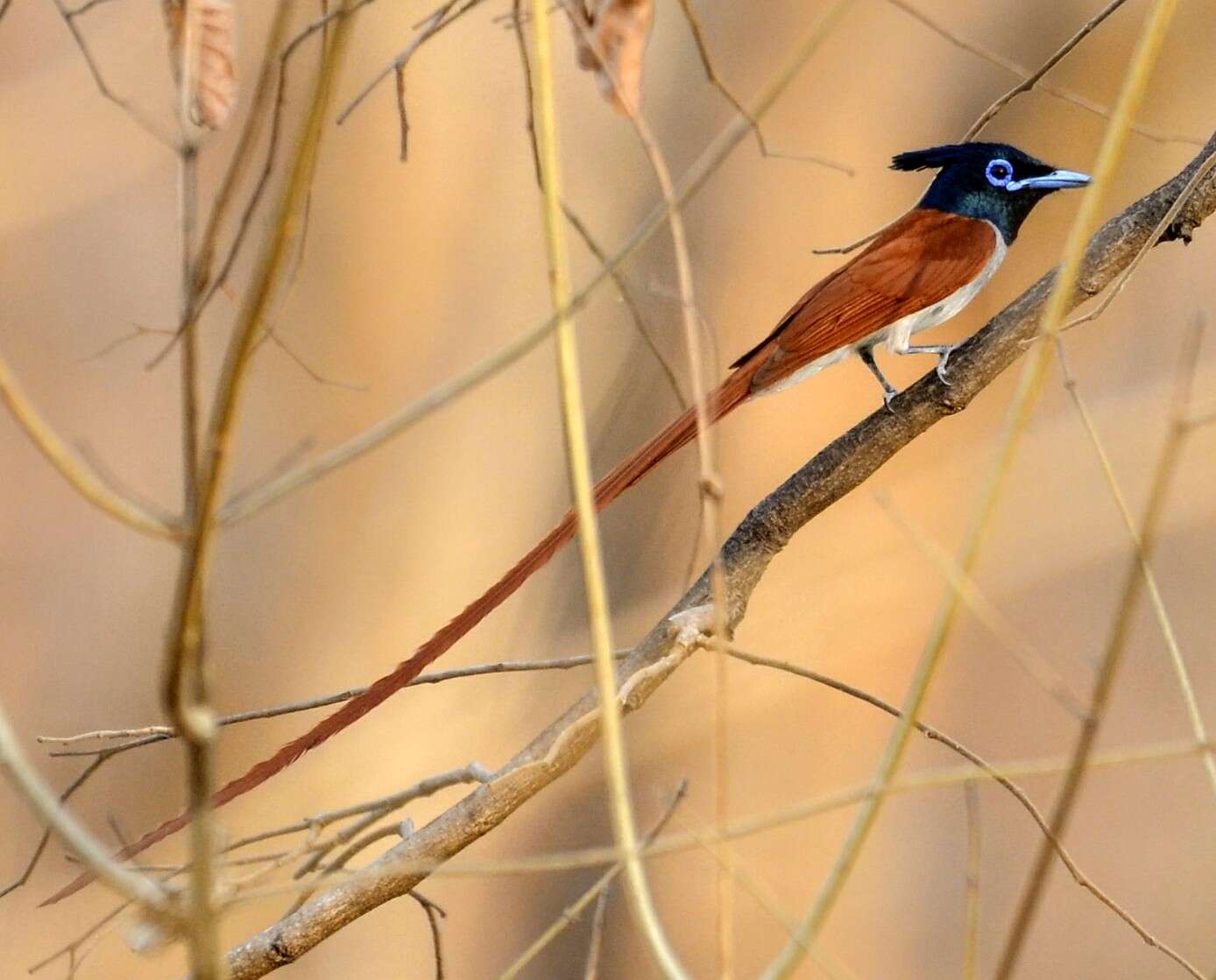 Image of Asian Paradise-Flycatcher