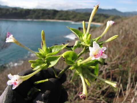 Image of Four o'Clock flower