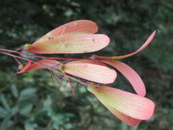 Image of Hopea ponga (Dennst.) D. J. Mabberley