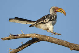 Image of Southern Yellow-billed Hornbill