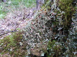 Слика од Cladonia digitata (L.) Hoffm.