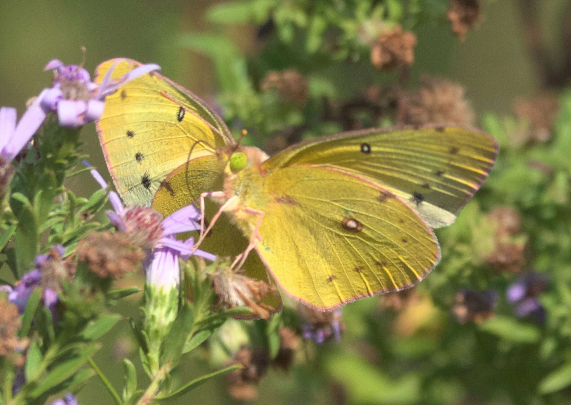 Image of Orange Sulphur