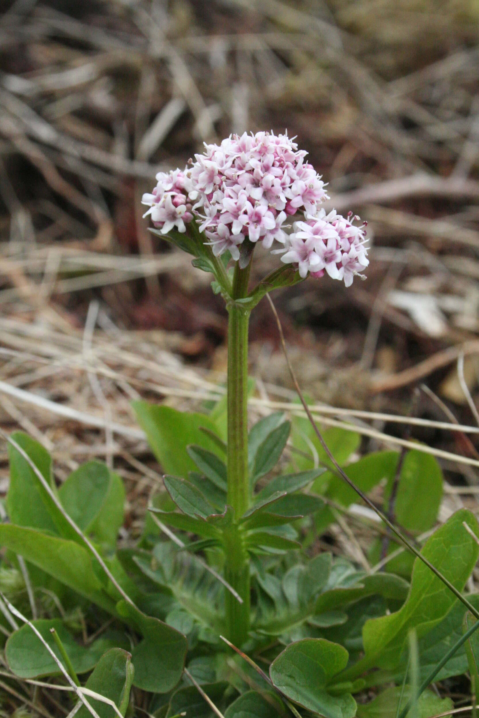 Image of marsh valerian