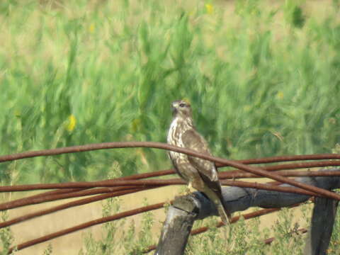 Image of Common Buzzard