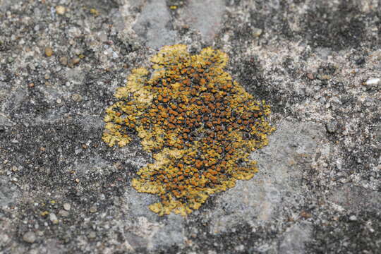 Image of orange lichen