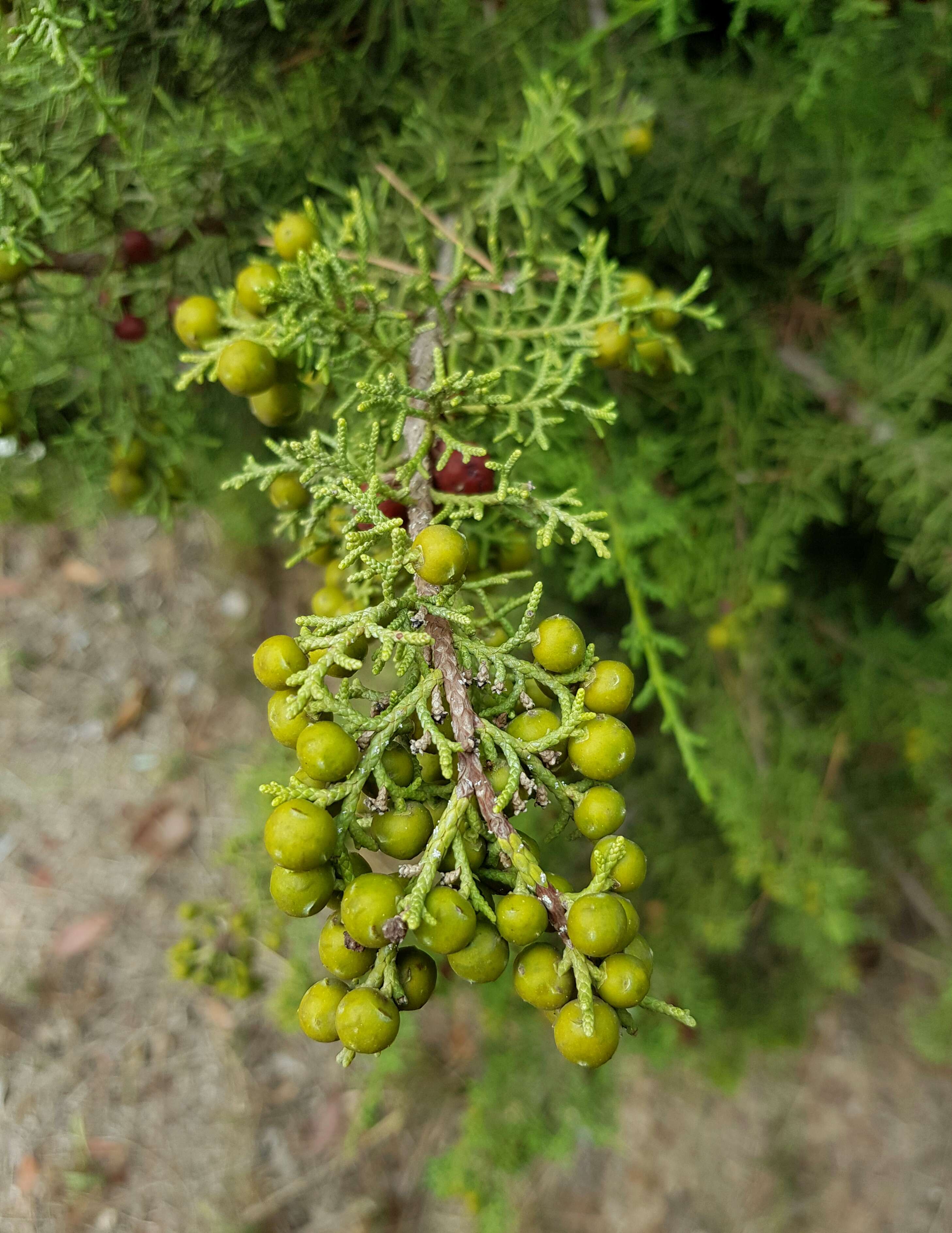 Image of Phoenician Juniper