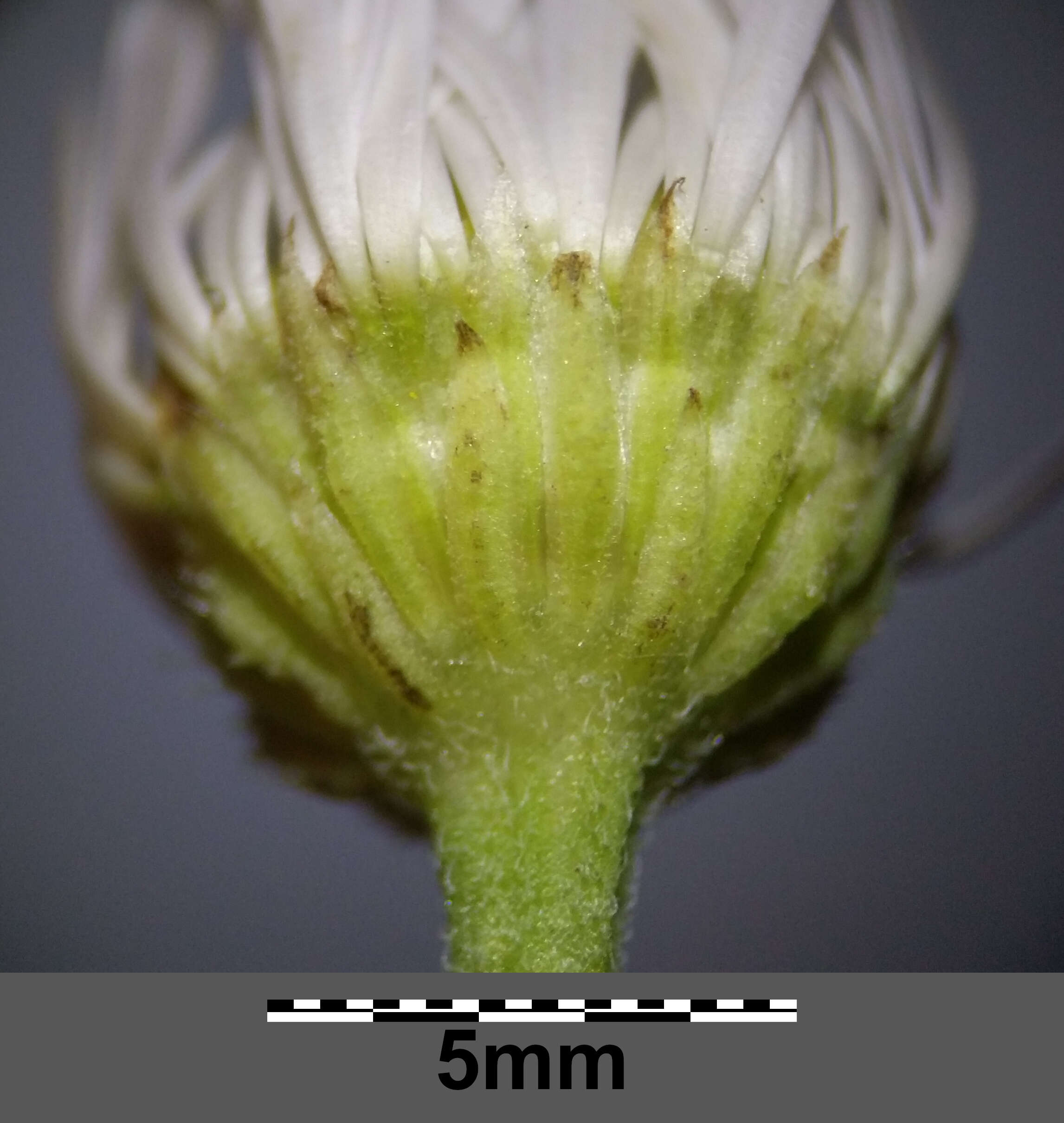 Image of eastern daisy fleabane