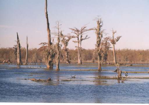 Image of Spanish moss