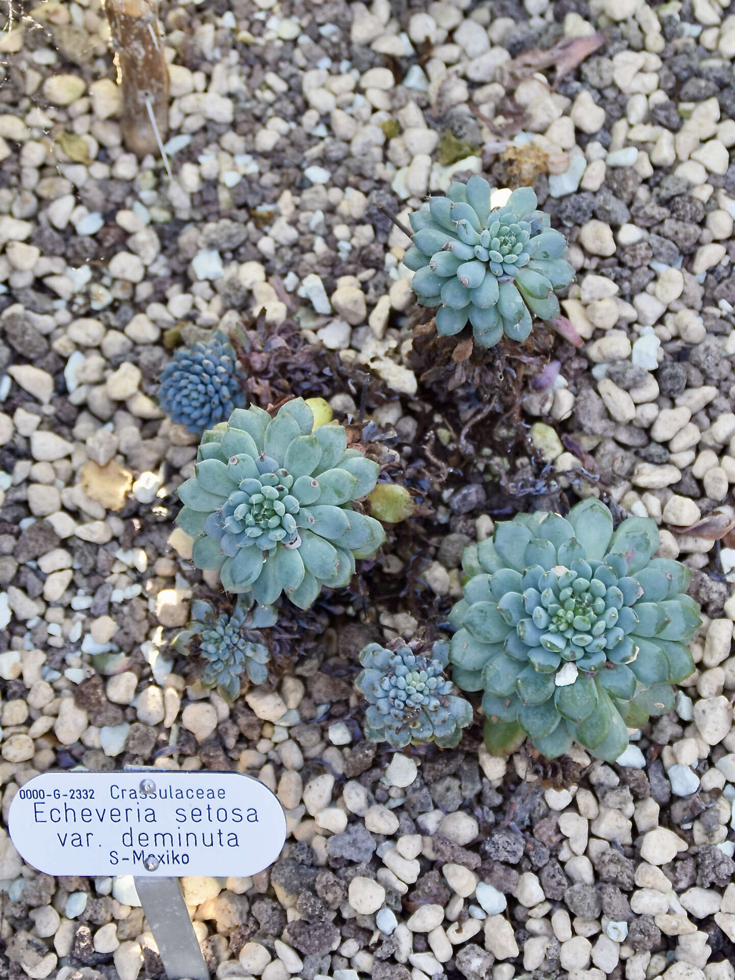 Image of Mexican Firecracker