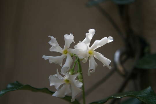 Image of Star-jasmine or Confederate-jasmine