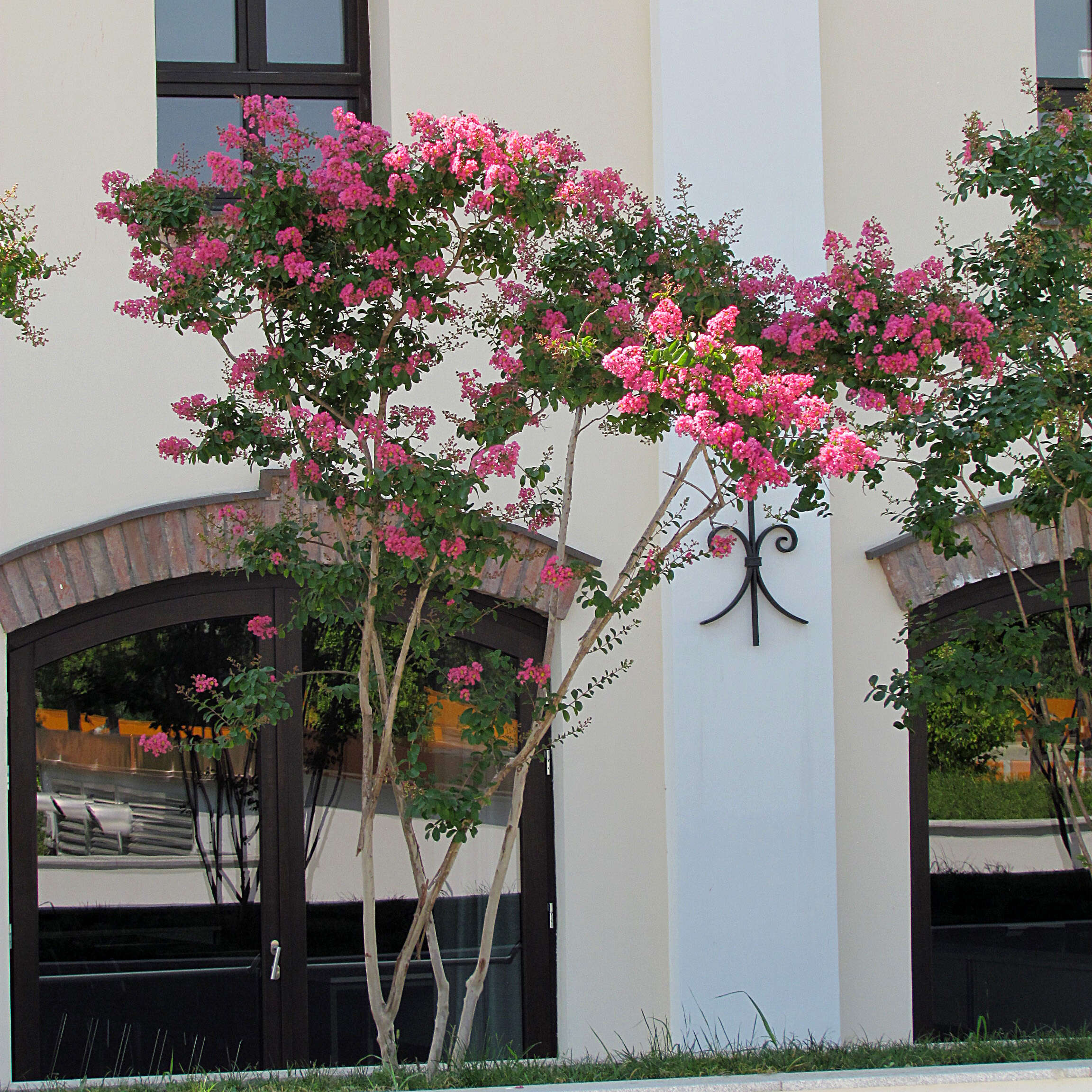 Image of Crape myrtle