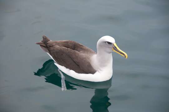 Image of Buller's Albatross