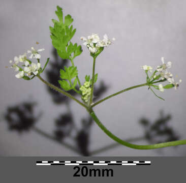 Image of garden chervil