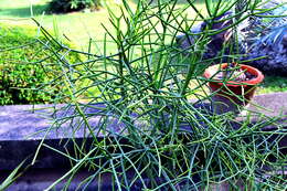 Image of Indiantree spurge