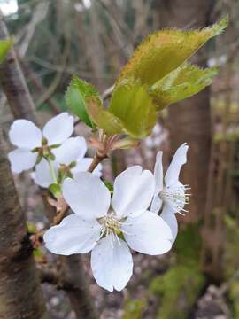 Imagem de Prunus cerasus L.