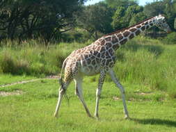 Image of Giraffe