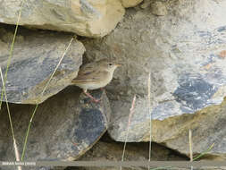 Image of Common Grasshopper Warbler