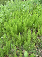 Image of field horsetail