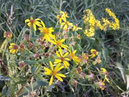 Image of Senecio sarracenicus L.