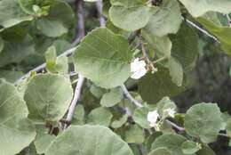 Imagem de Dombeya rotundifolia (Hochst.) Planch.