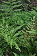 Polystichum drepanum (Sw.) C. Presl resmi