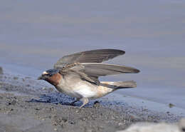 Image of American Cliff Swallow