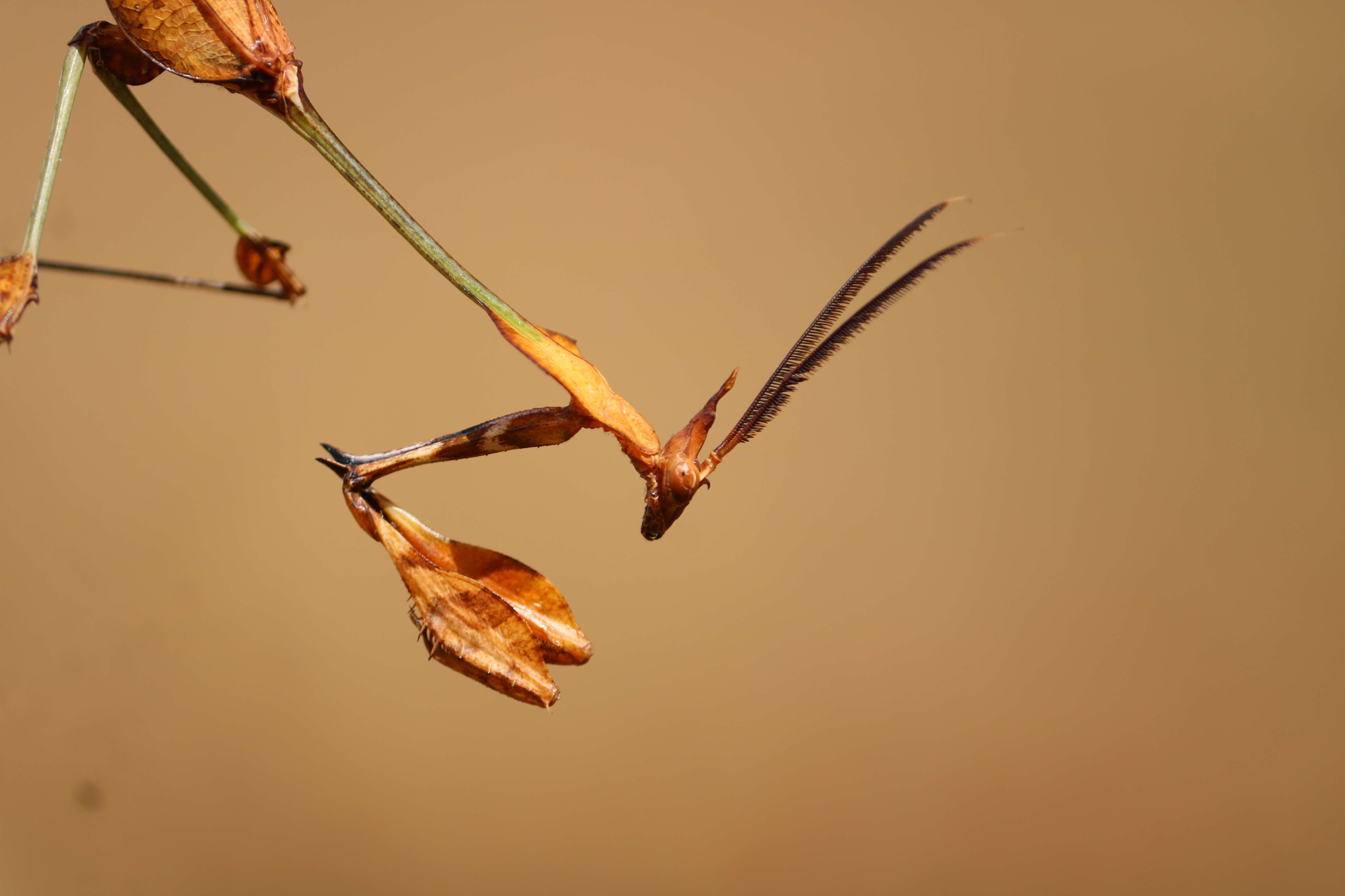 Image of Gongylus