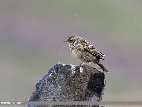 Image of Rosy Pipit