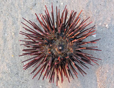 Image of Atlantic purple sea urchin