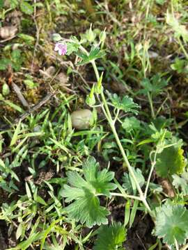 Imagem de Geranium molle L.