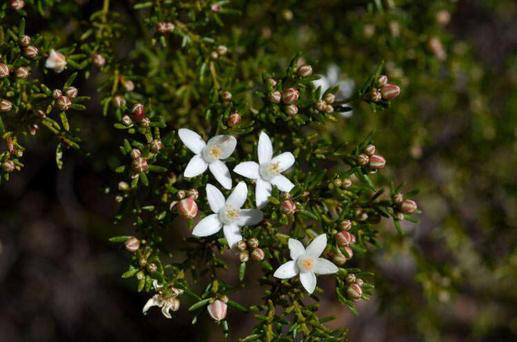 Imagem de Philotheca ciliata Hook.