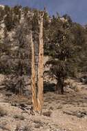 Image of Great Basin bristlecone pine