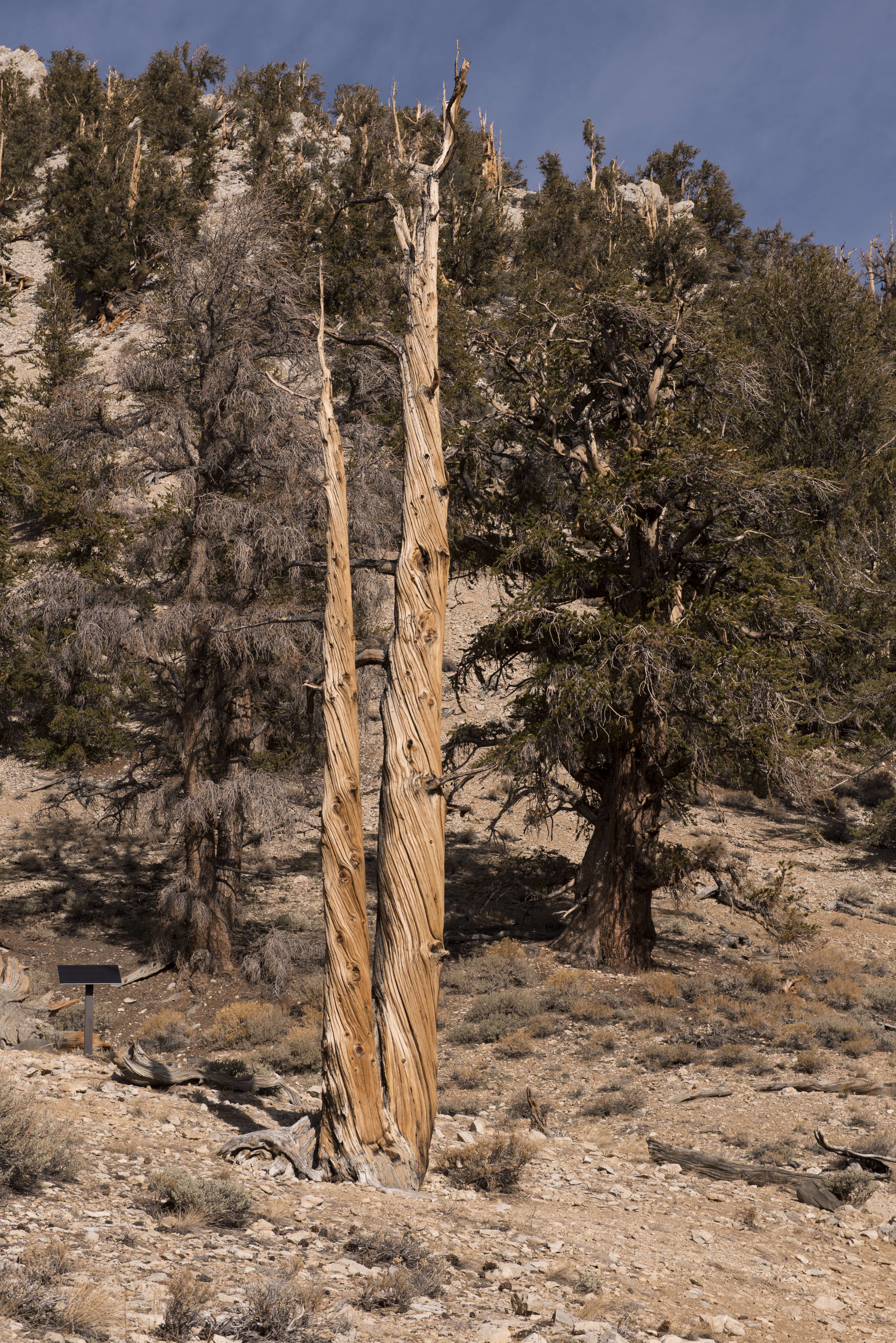 Image of Great Basin bristlecone pine