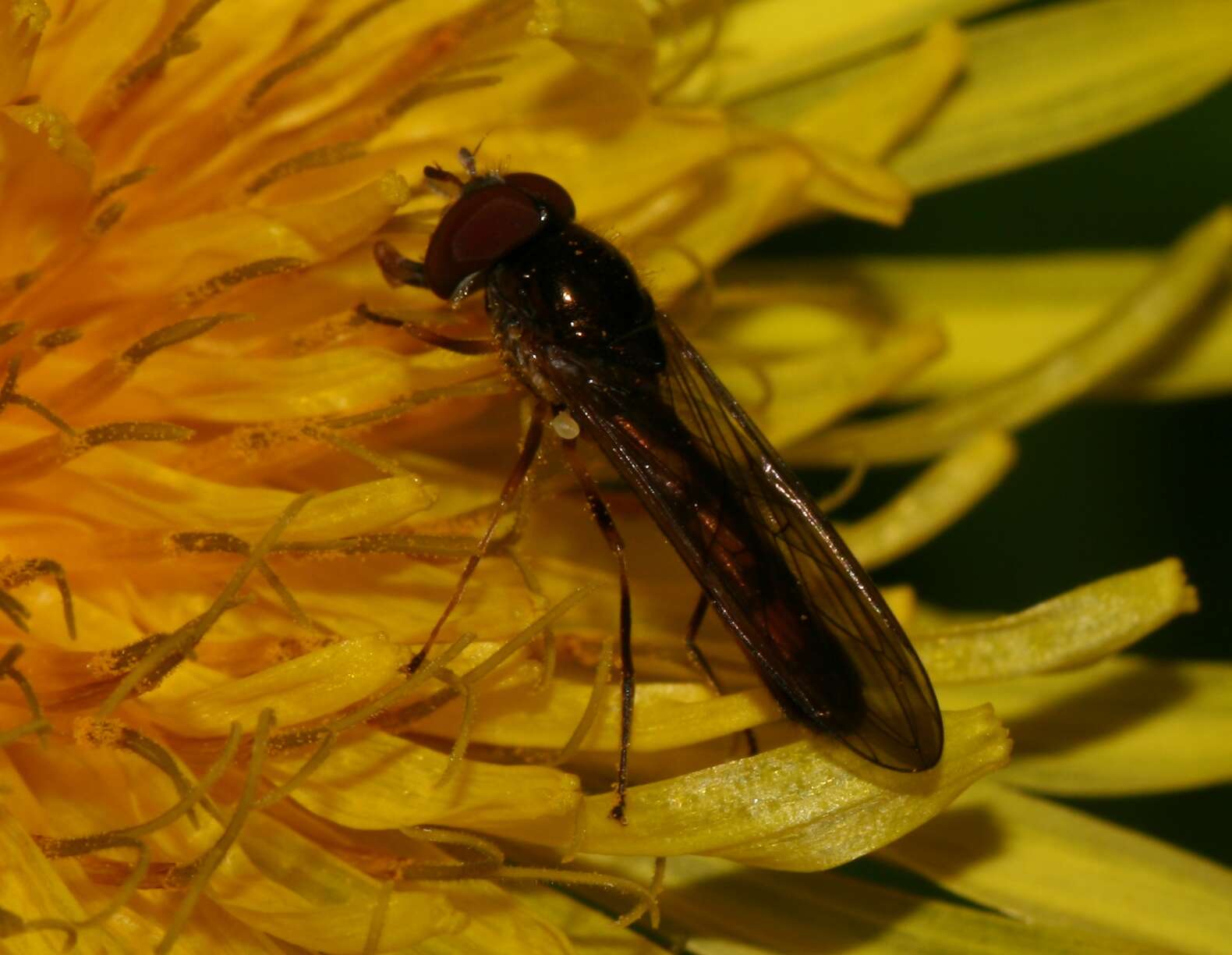 Image of Melanostoma scalare (Fabricius 1794)