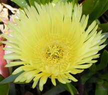 Image of hottentot fig