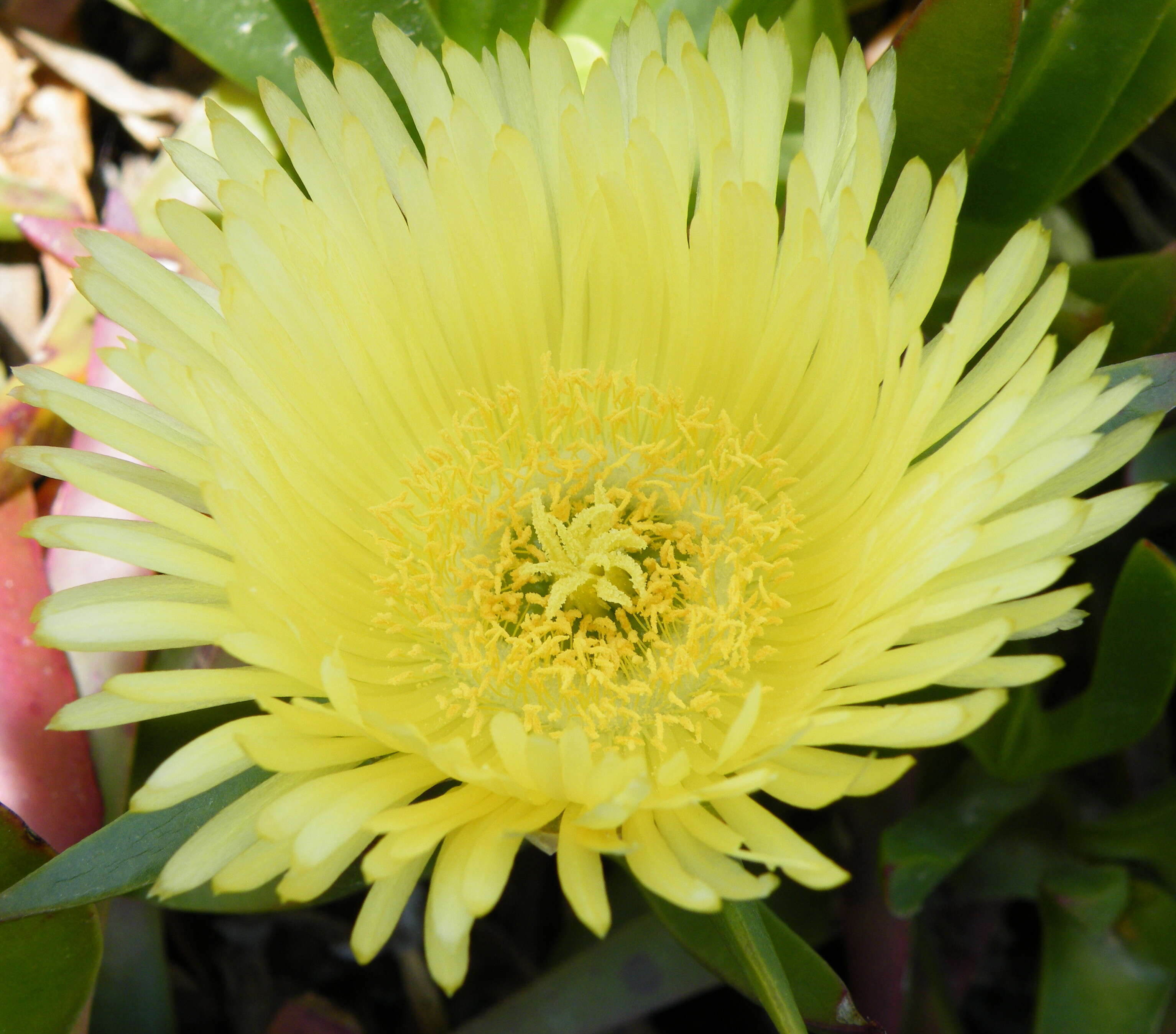 Imagem de Carpobrotus edulis (L.) N. E. Br.