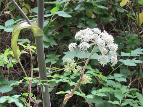 Image of wild angelica