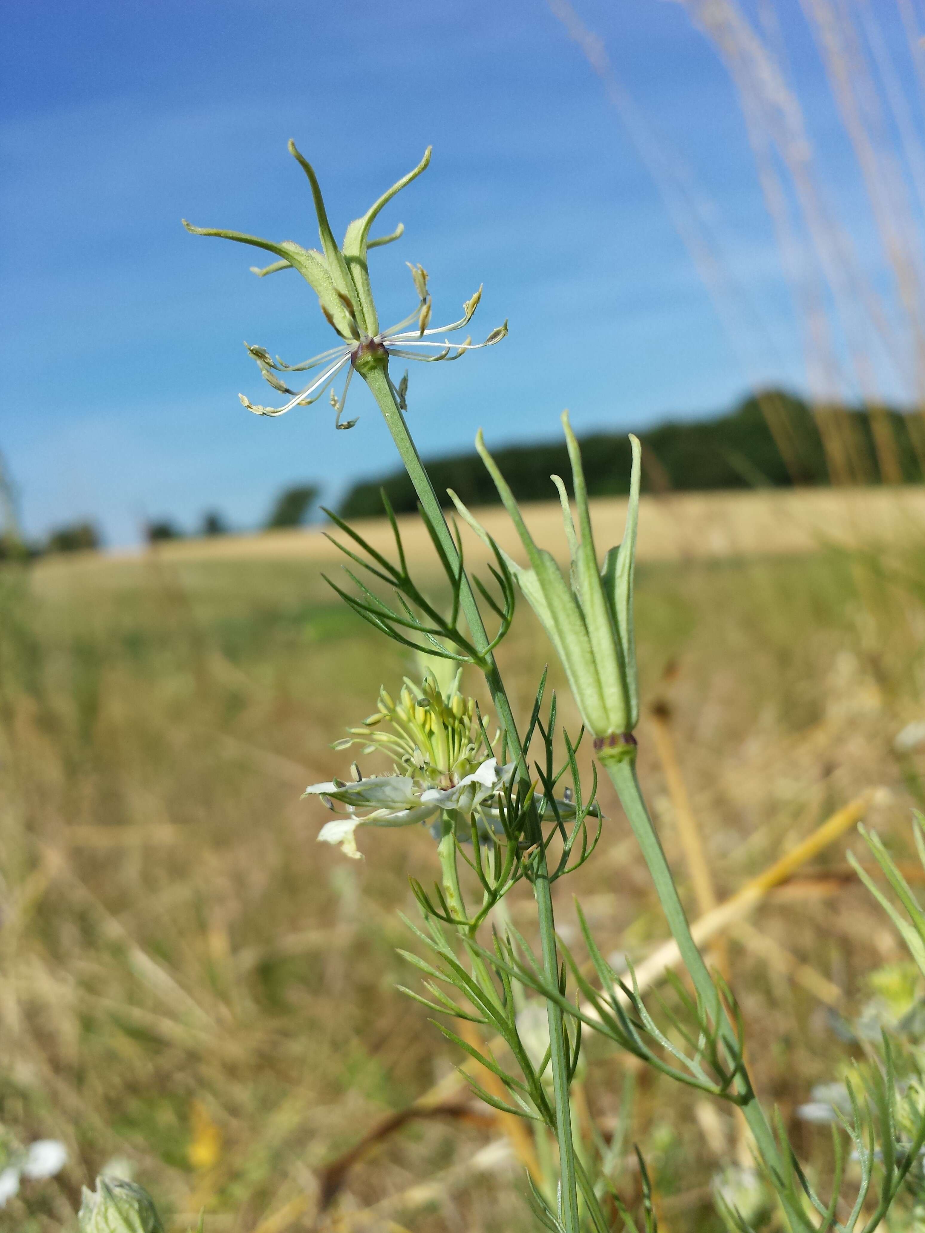 Nigella arvensis L. resmi