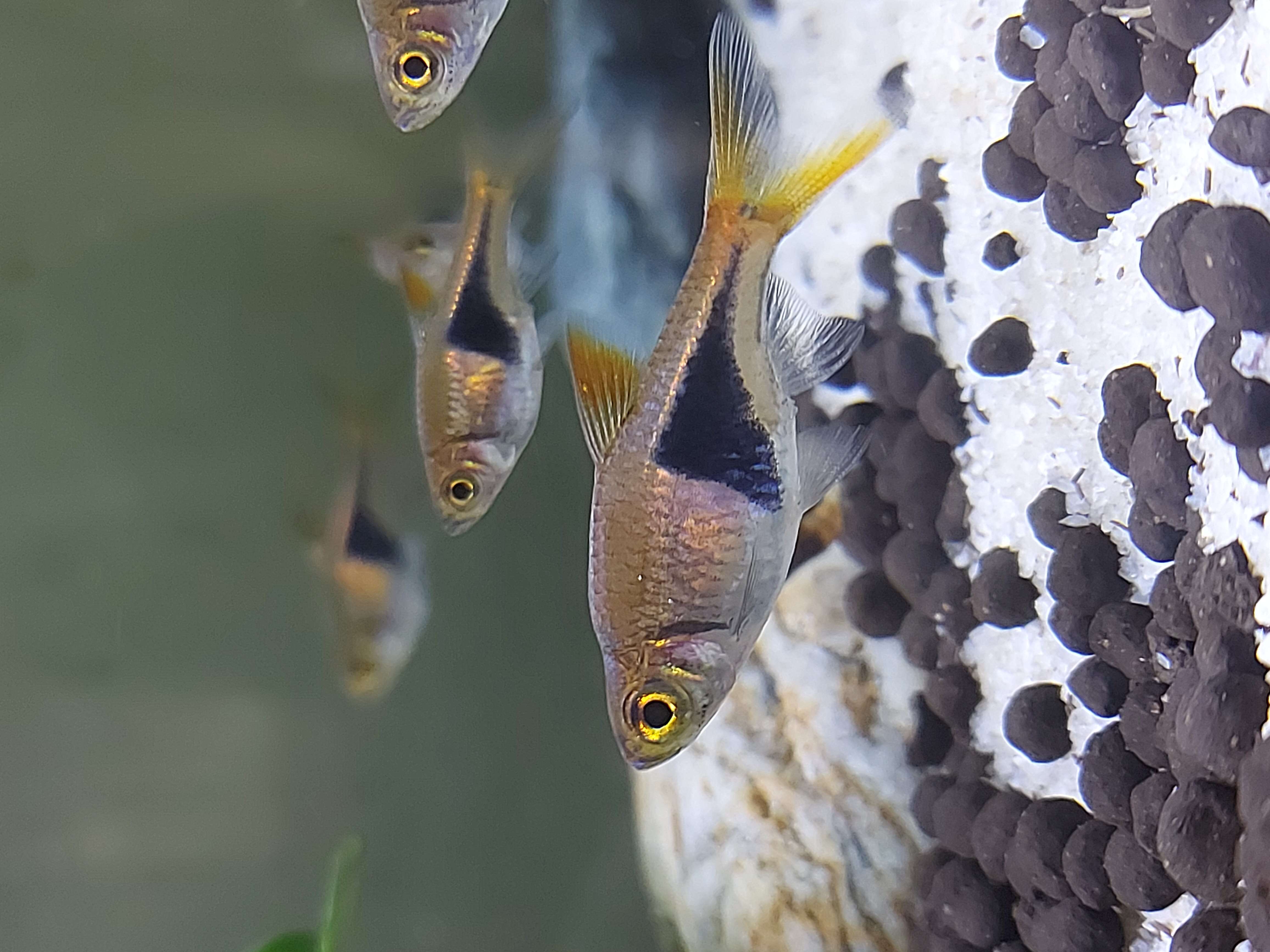 Image of Harlequin rasbora