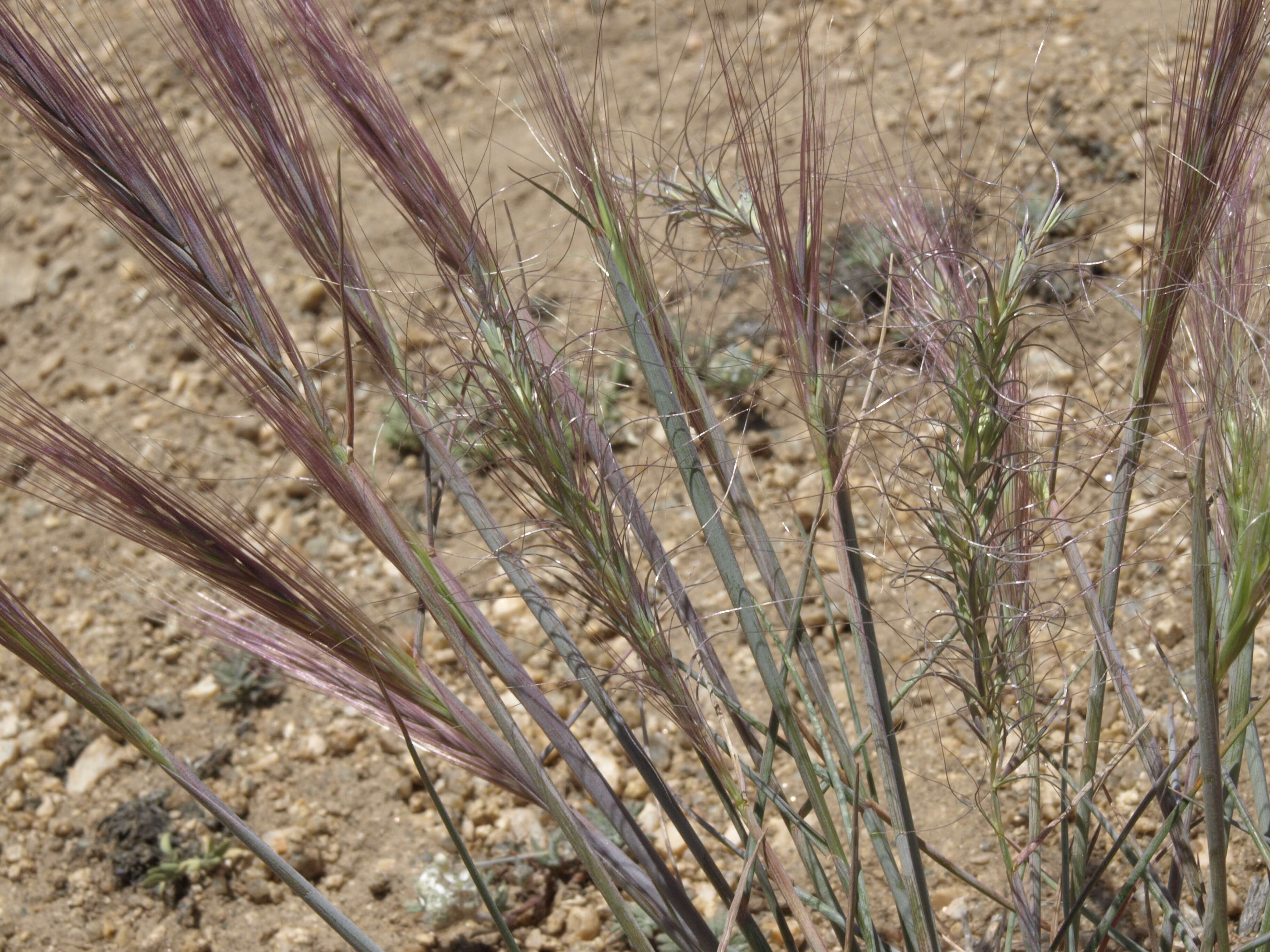 Imagem de Elymus elymoides (Raf.) Swezey