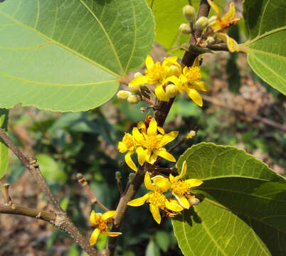 Image of Grewia tiliifolia Vahl