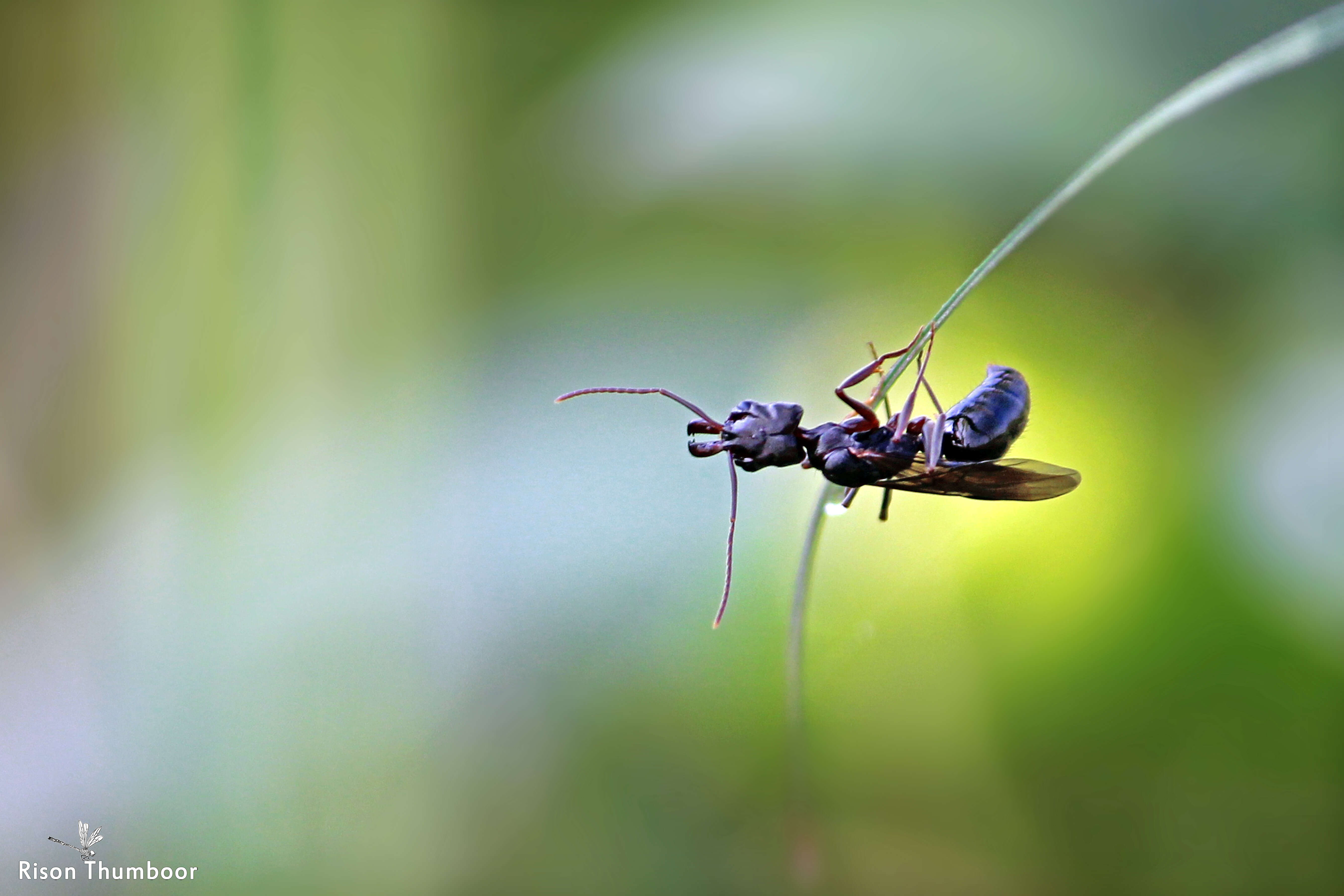 Image of Trap-jaw Ants