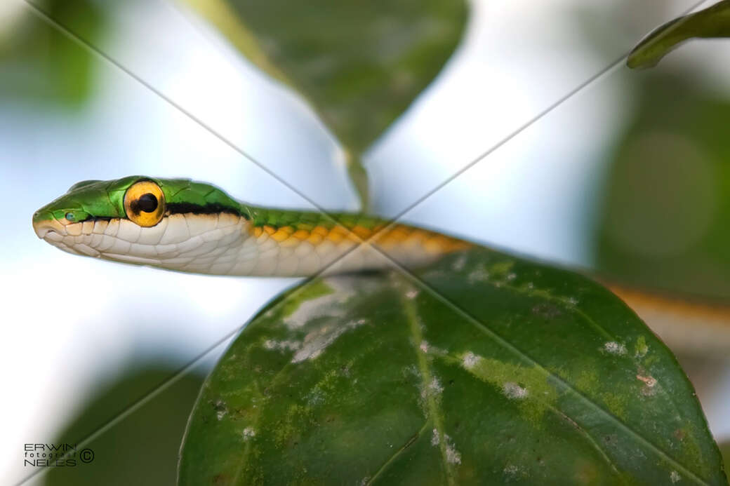 Image of Green Parrot Snake