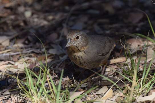 Image of Canyon Towhee