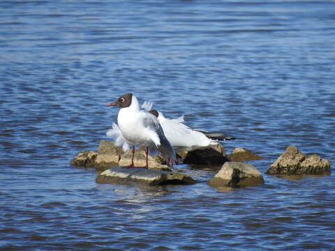 Image of Black-headed Gull