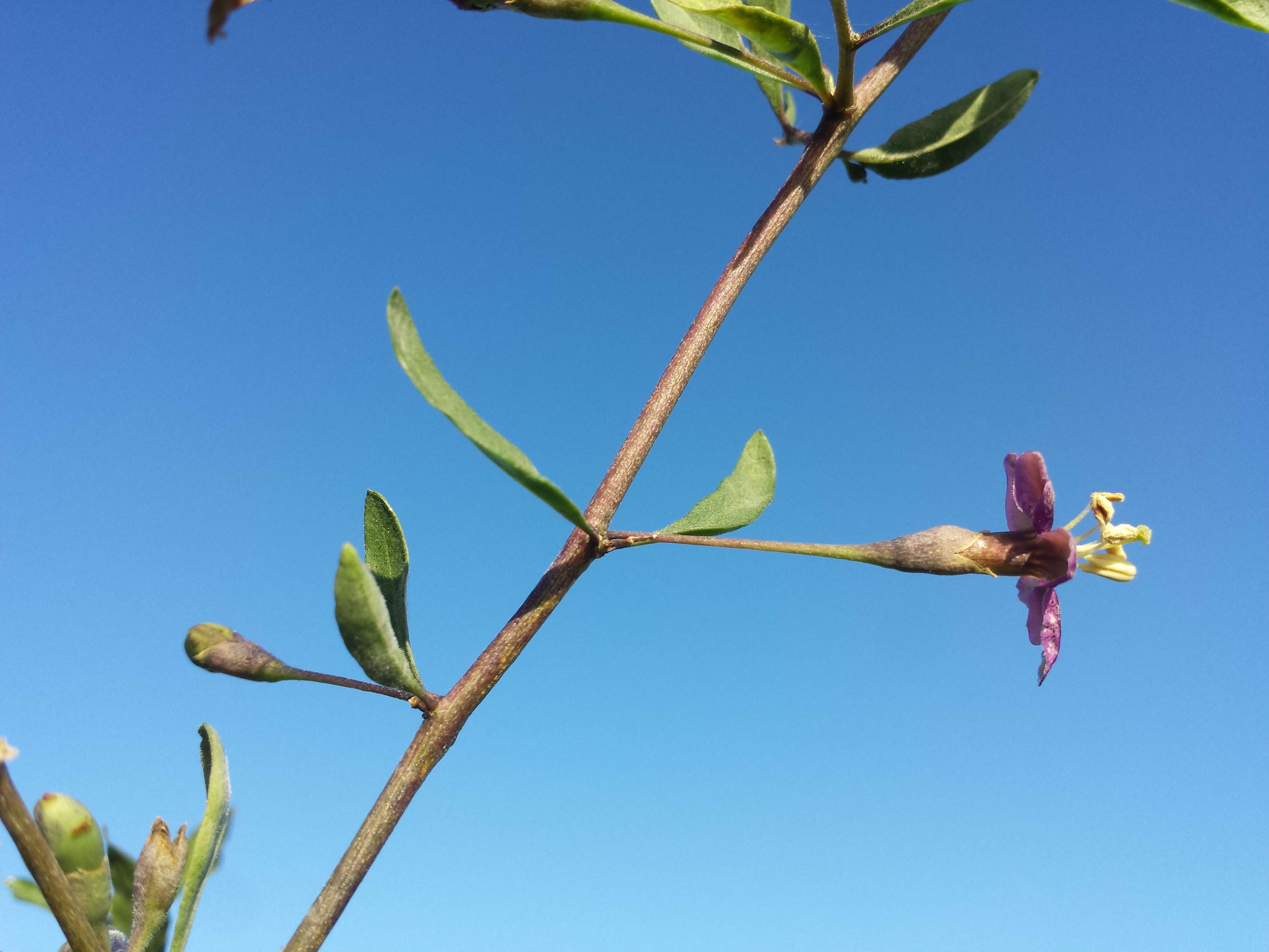 Image of matrimony vine