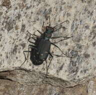 Image de Cicindela (Cicindela) depressula Casey 1897