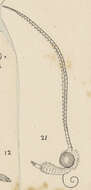 Image of Phycomorpha metachrysa Meyrick 1914