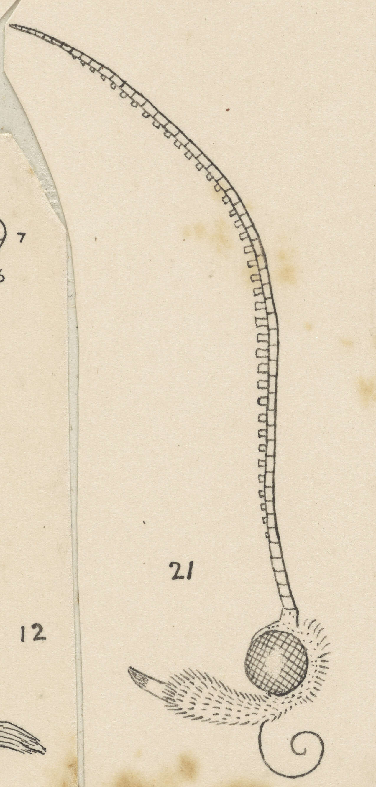 Image of Phycomorpha metachrysa Meyrick 1914