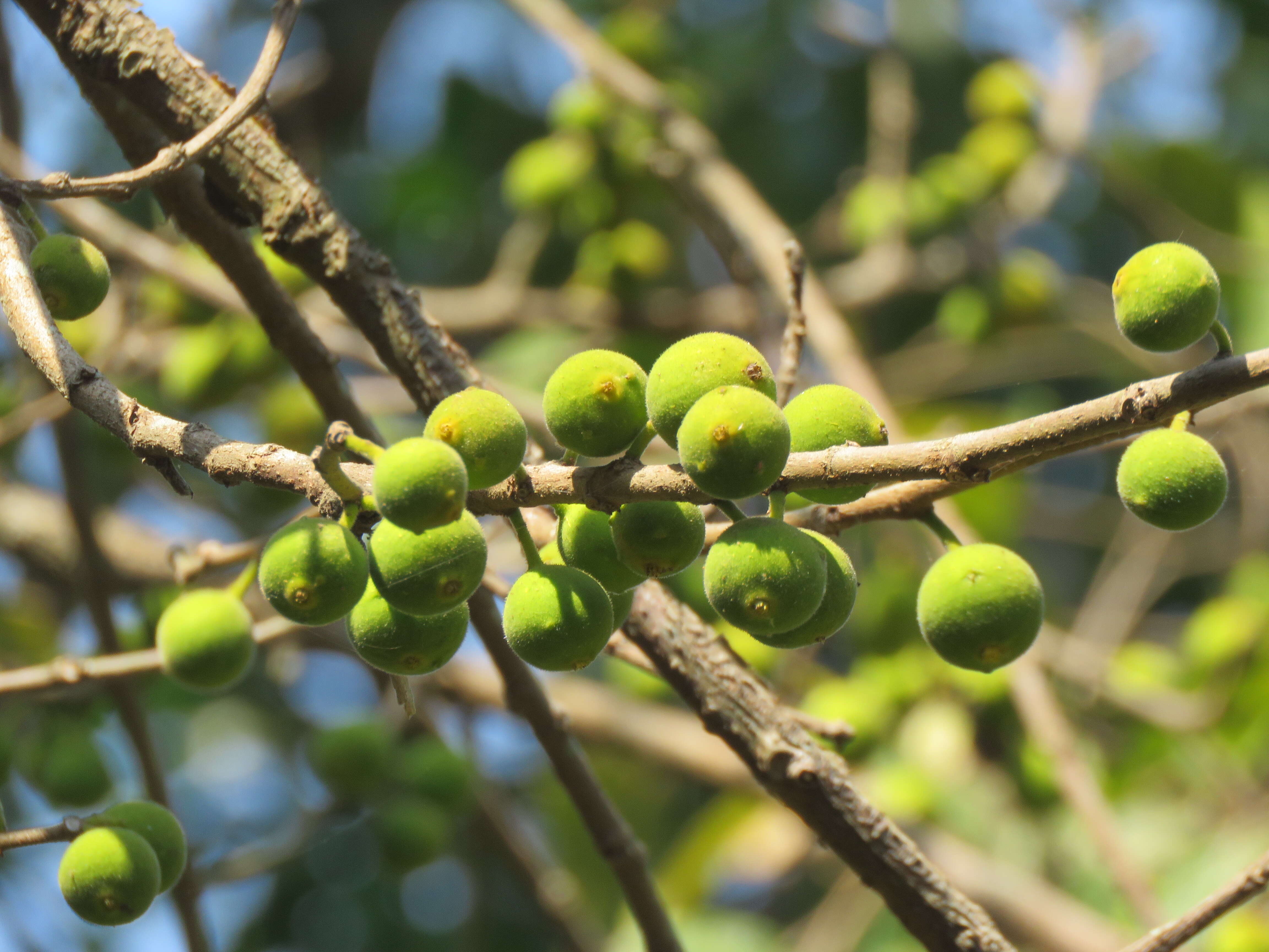 Ficus exasperata Vahl的圖片